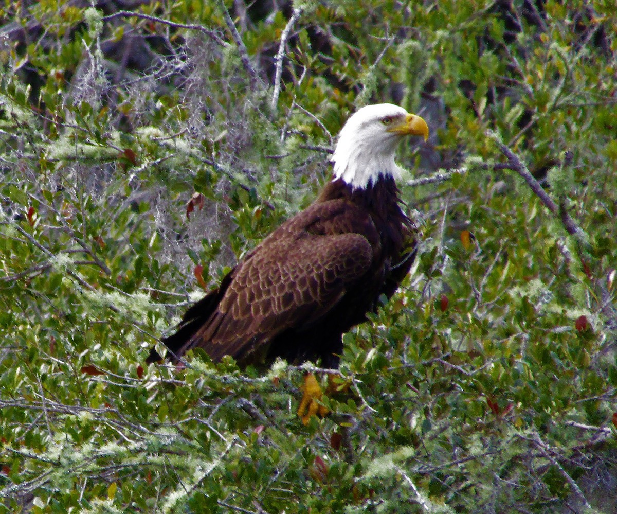 Bald Eagle - ML138378761