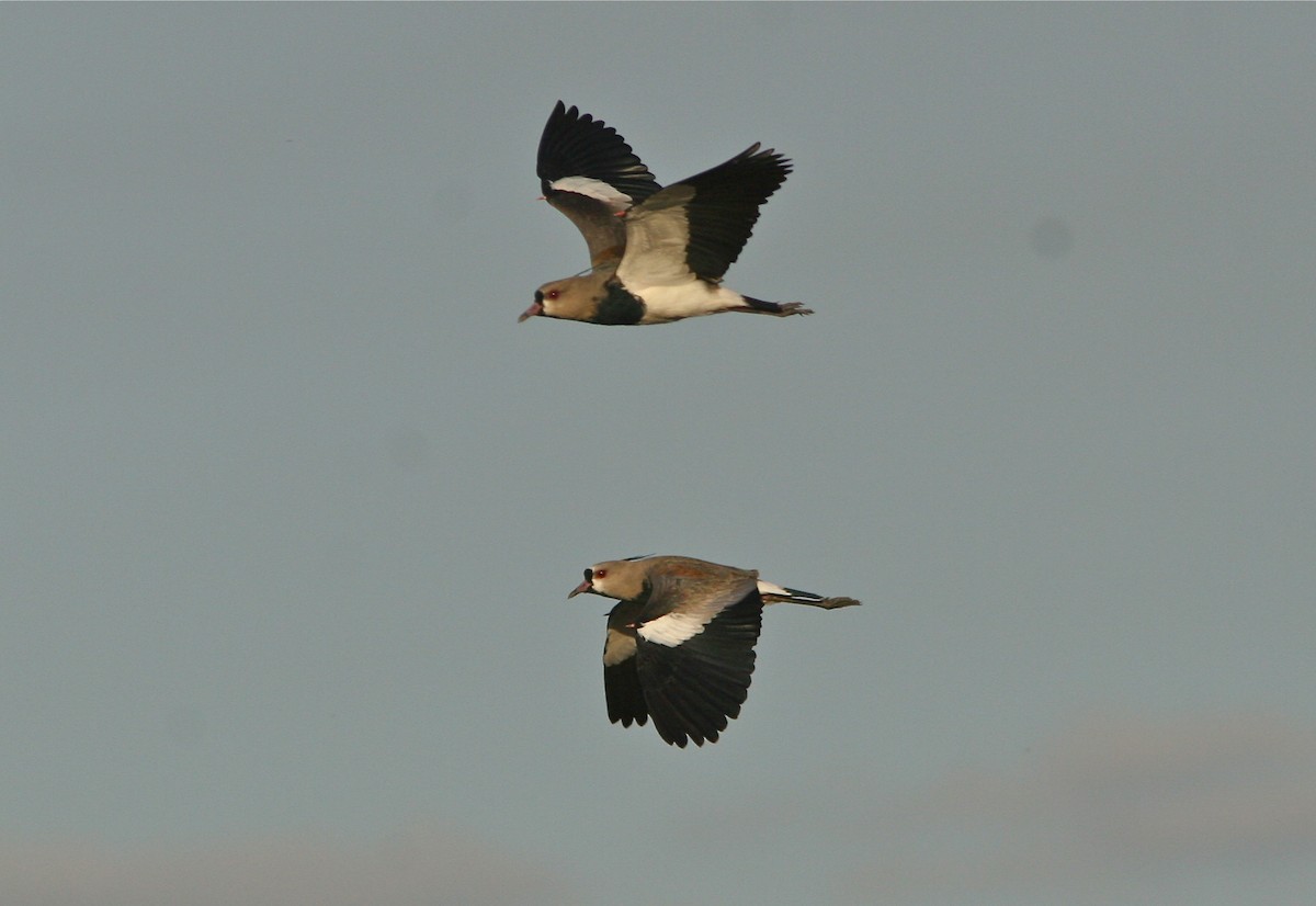 Southern Lapwing - ML138381691