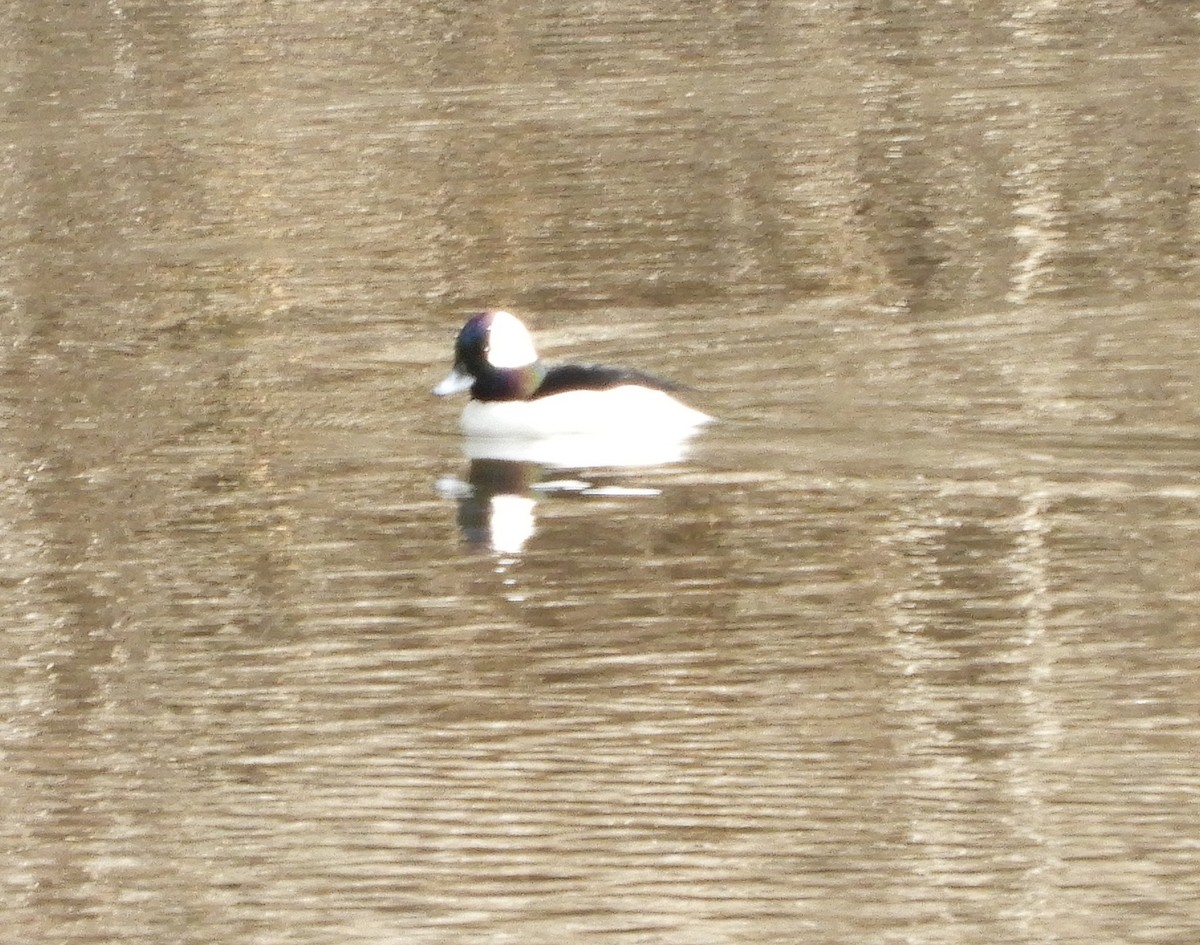 Bufflehead - ML138387981