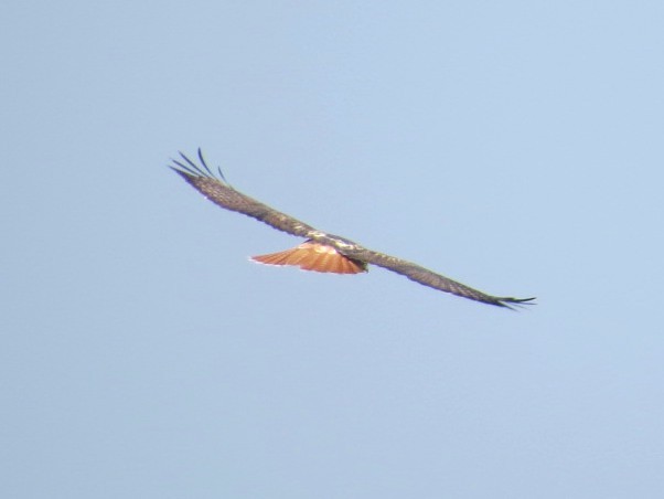 Red-tailed Hawk - ML138388041