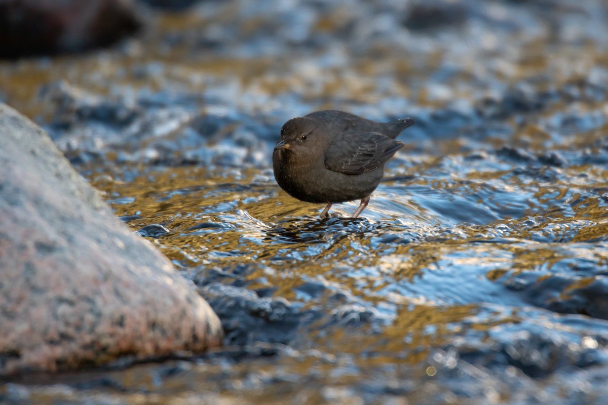 American Dipper - ML138390701