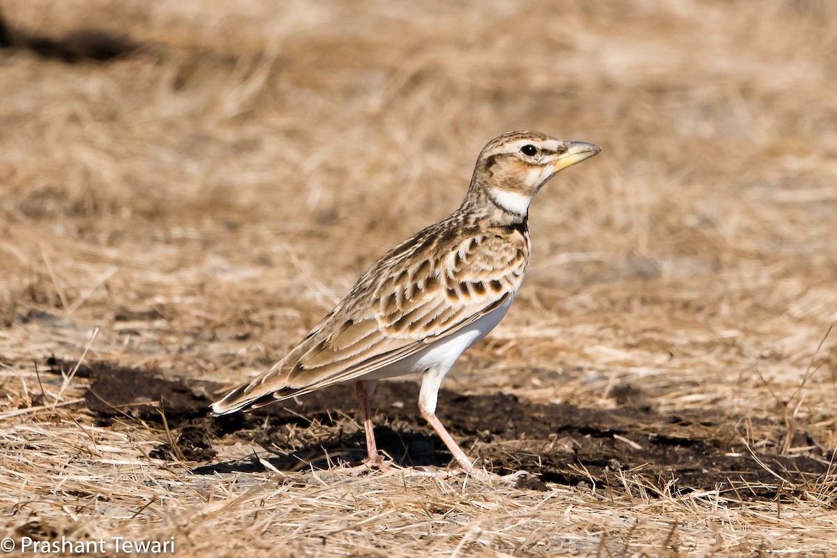 Bimaculated Lark - Prashant Tewari