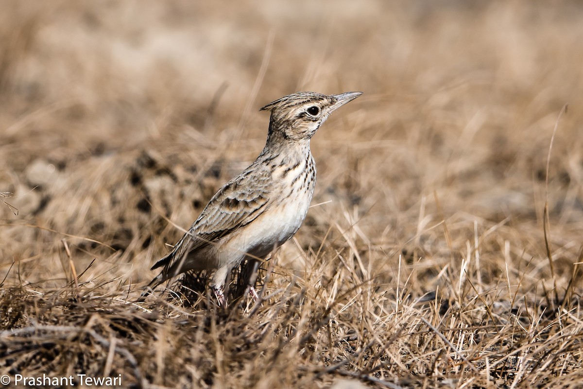 Crested Lark - Prashant Tewari