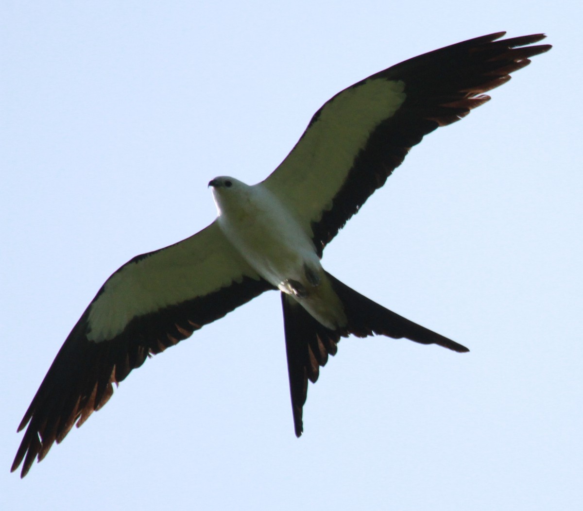 Swallow-tailed Kite - ML138391771
