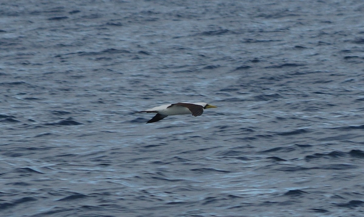 Masked Booby - ML138391931