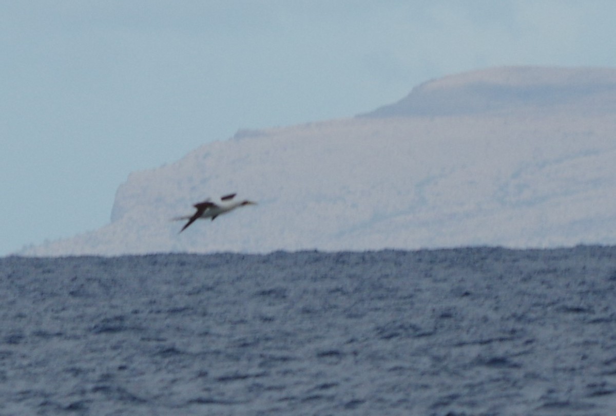 Masked Booby - ML138391981