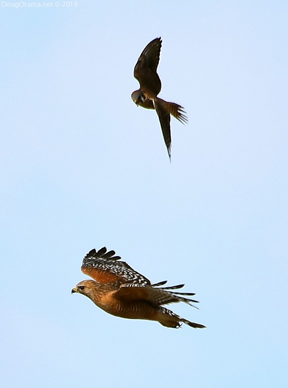 Red-shouldered Hawk - ML138392151