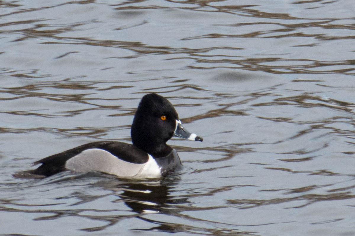 Ring-necked Duck - ML138393231