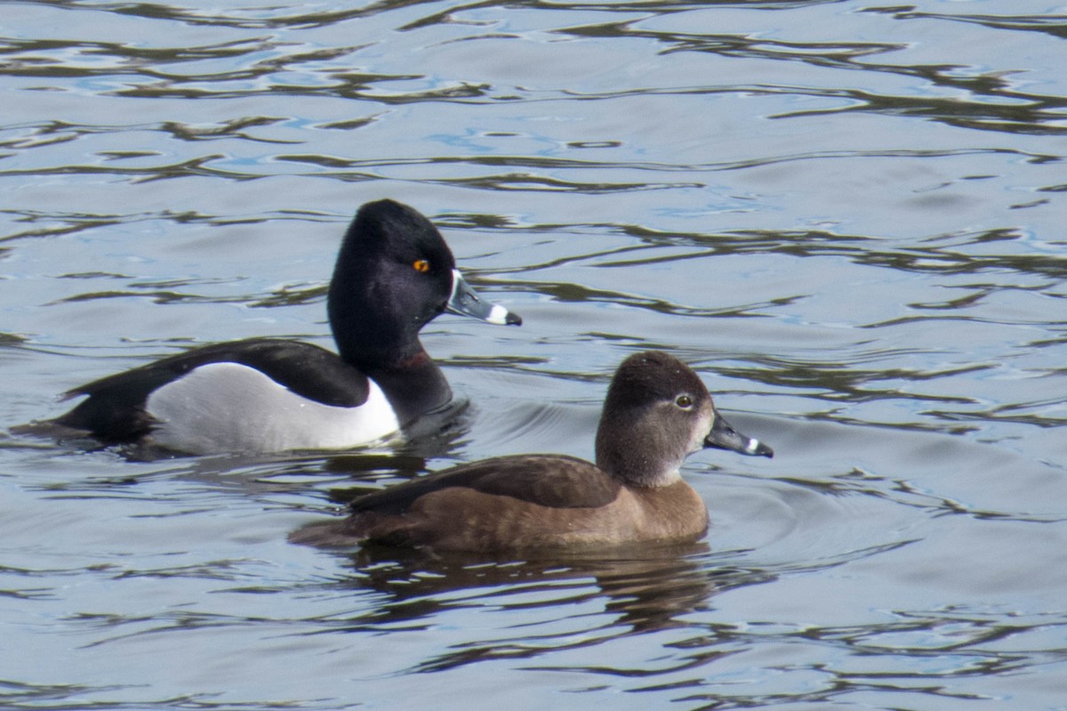 Ring-necked Duck - ML138393451