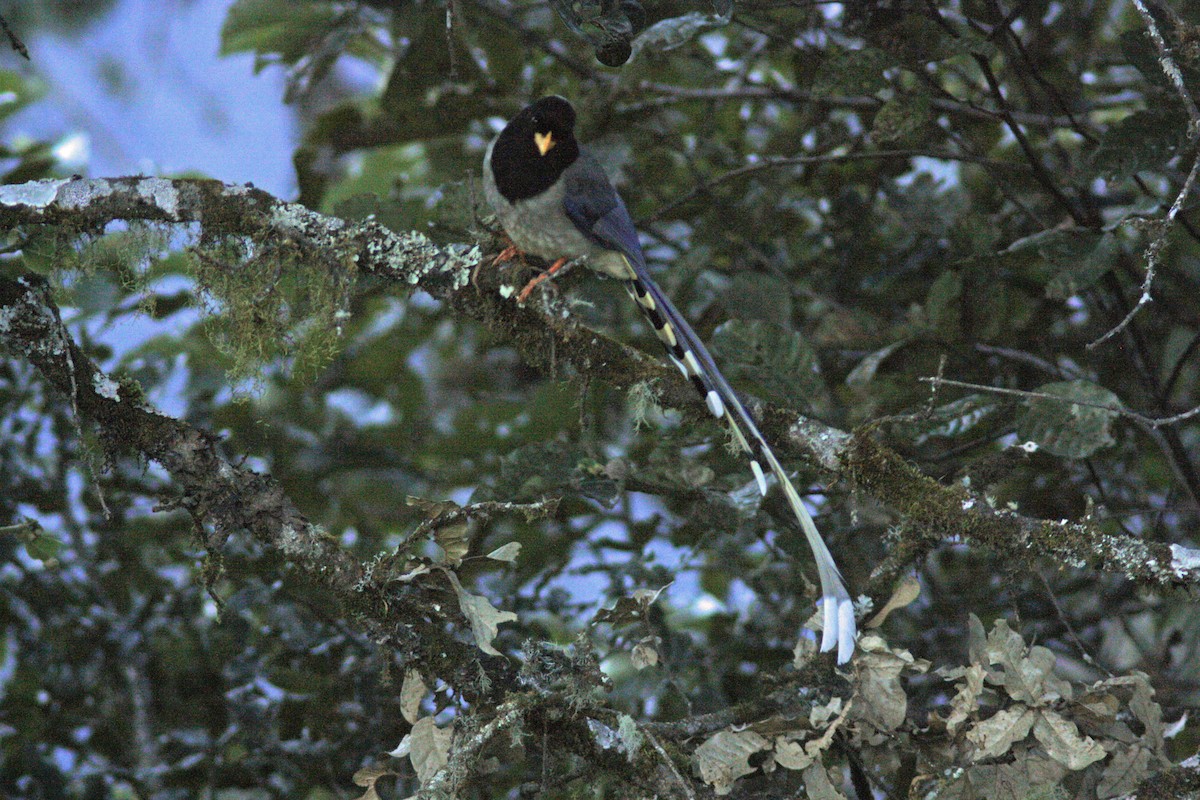 Yellow-billed Blue-Magpie - ML138394271