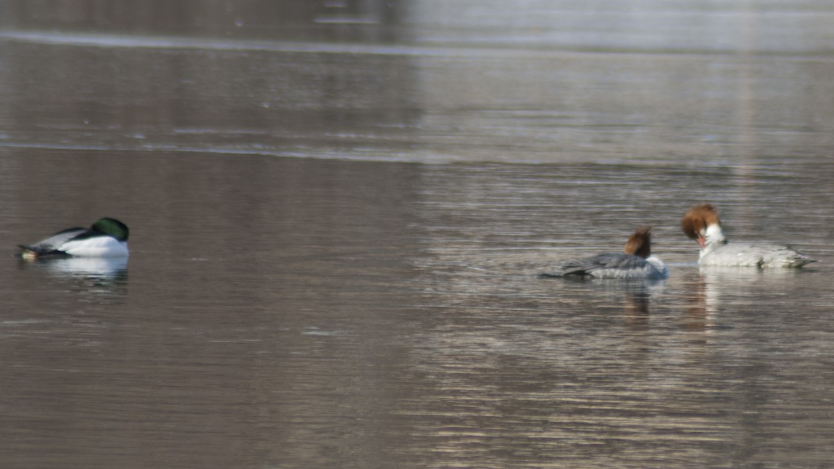 Common Merganser - ML138394811