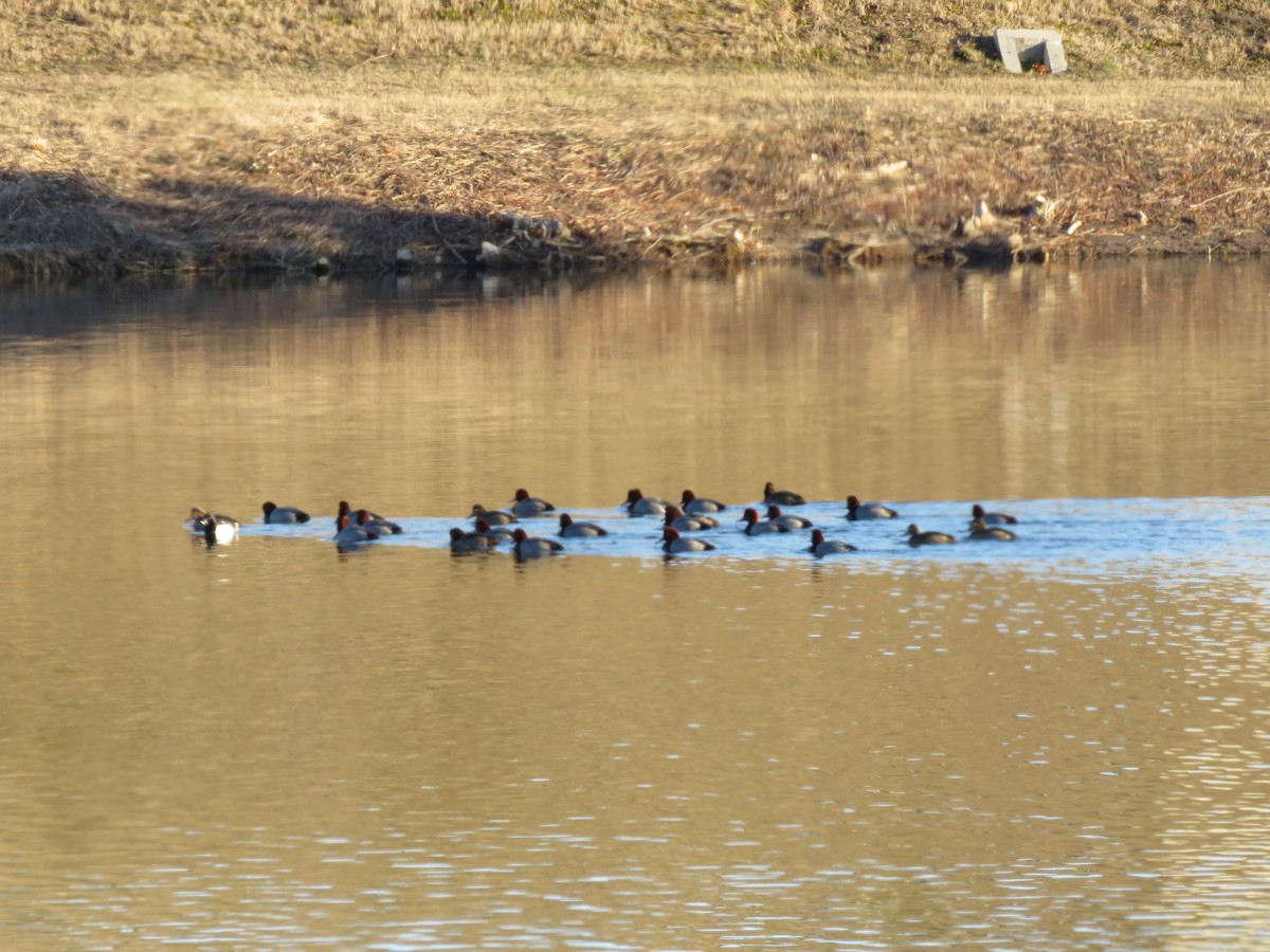 Rotkopfente - ML138395171