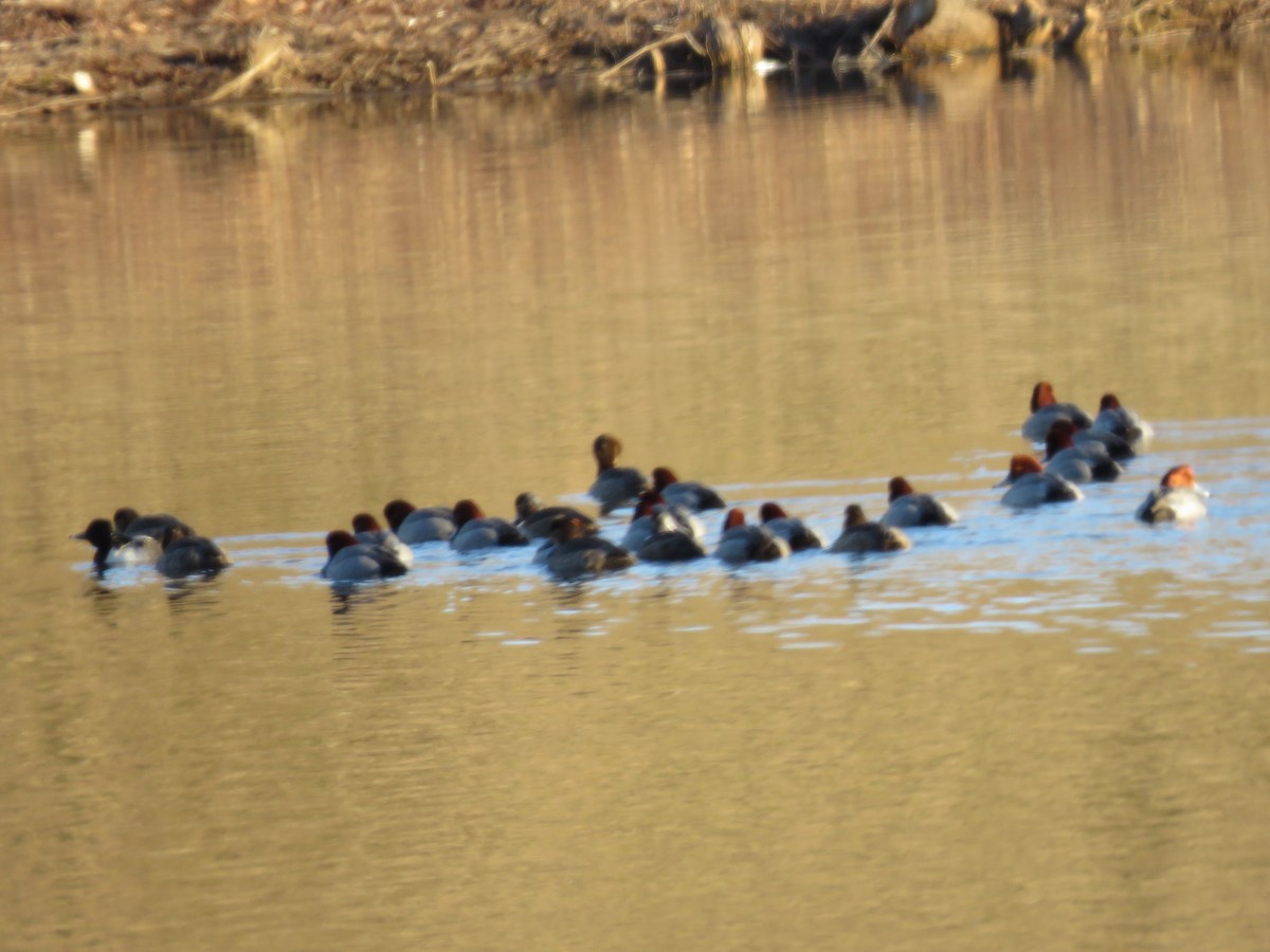 Rotkopfente - ML138395181