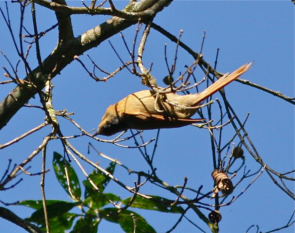 Buff-fronted Foliage-gleaner - Don Roberson