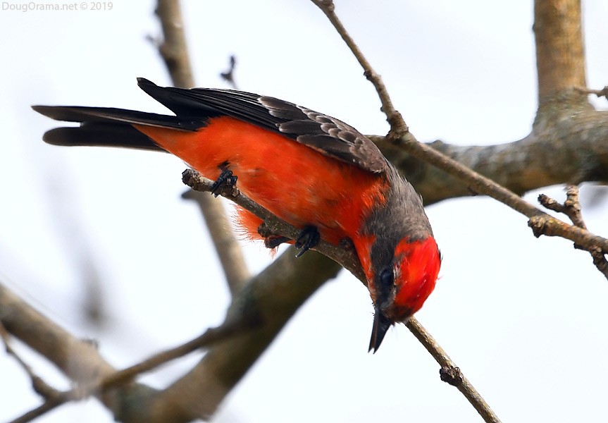 Vermilion Flycatcher - ML138396441