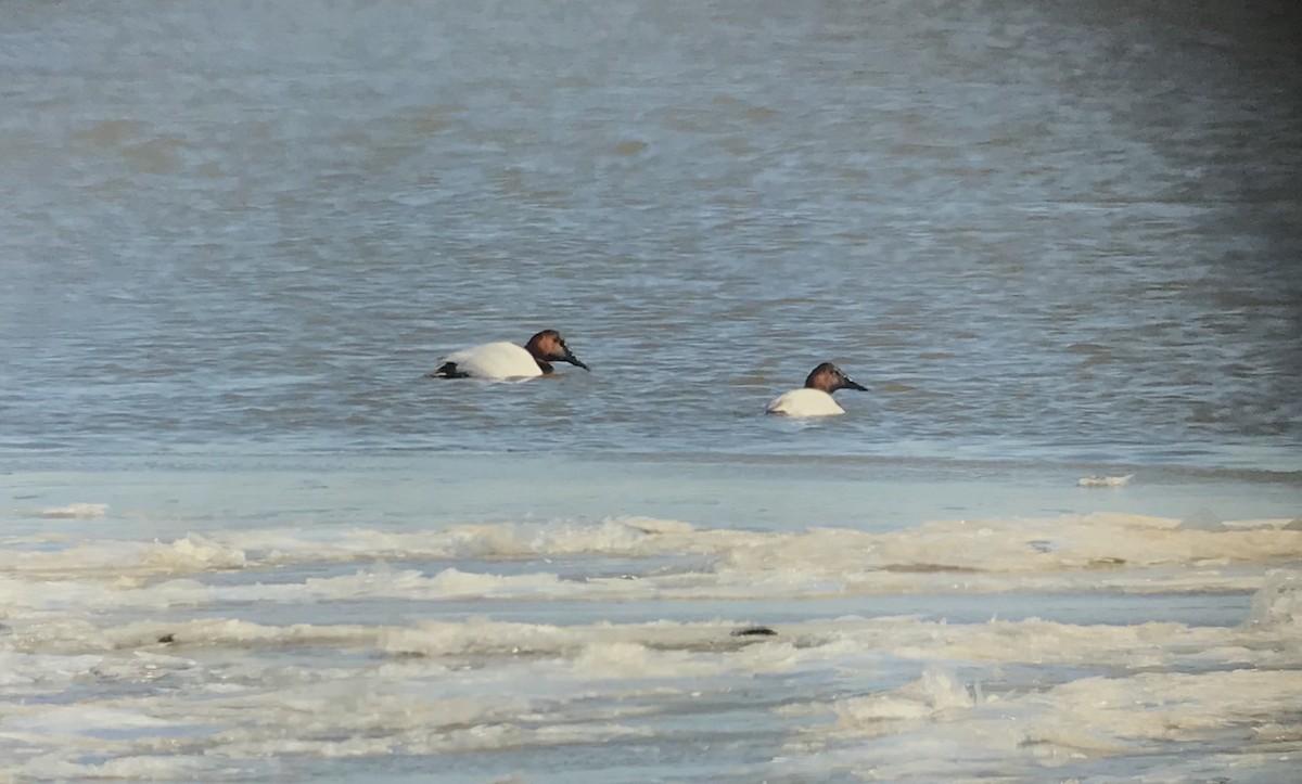 Canvasback - Rob Fergus