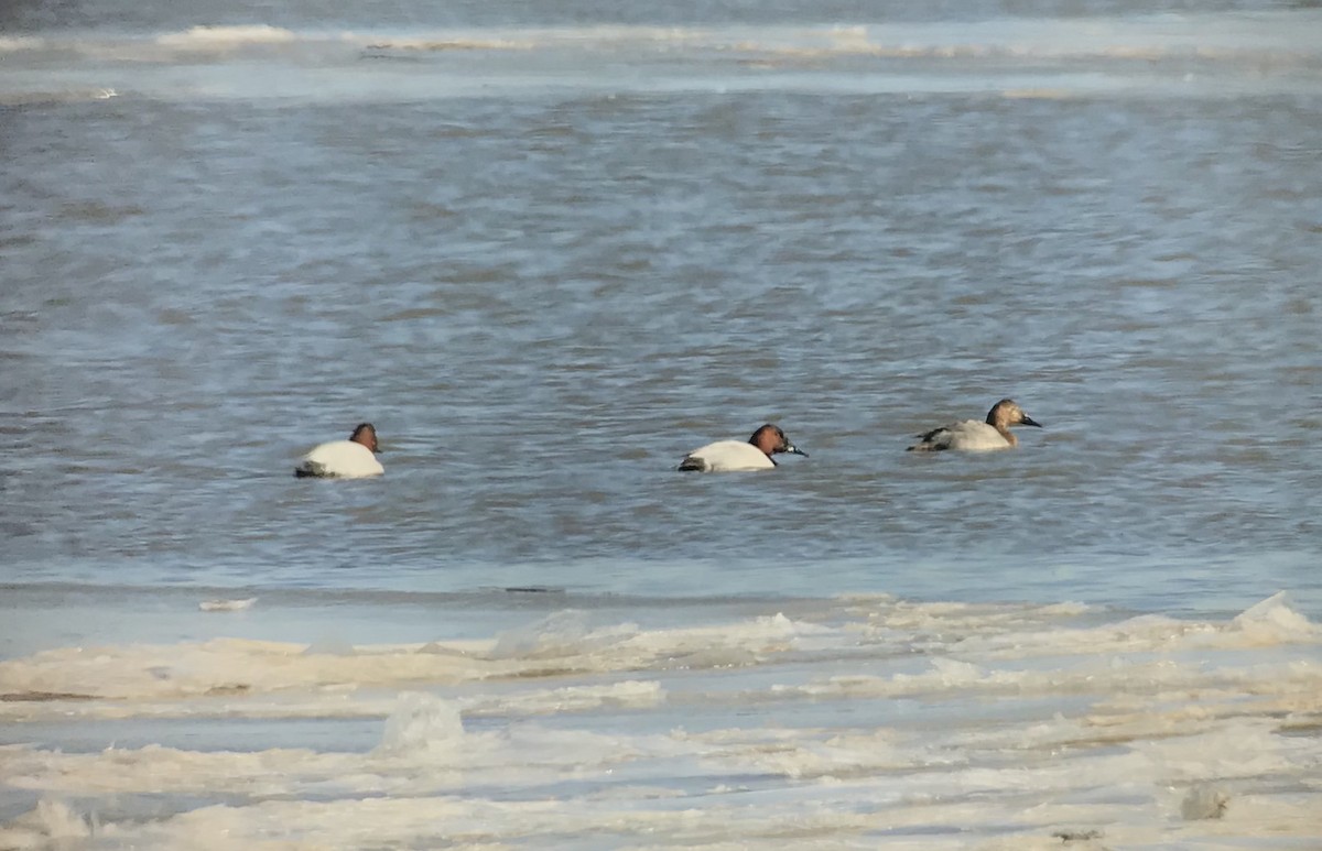 Canvasback - Rob Fergus