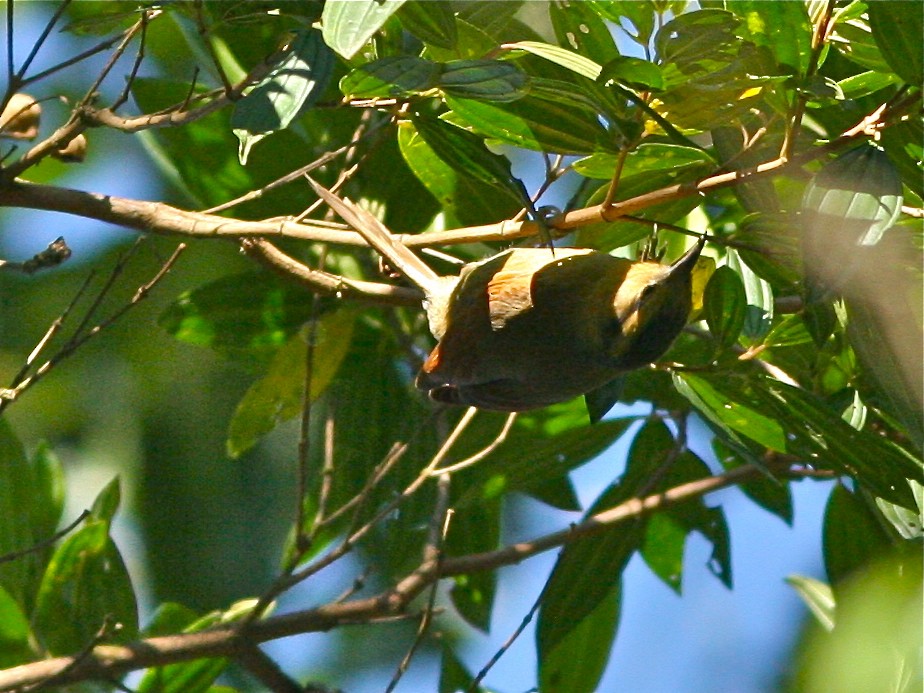 Buff-fronted Foliage-gleaner - ML138396791