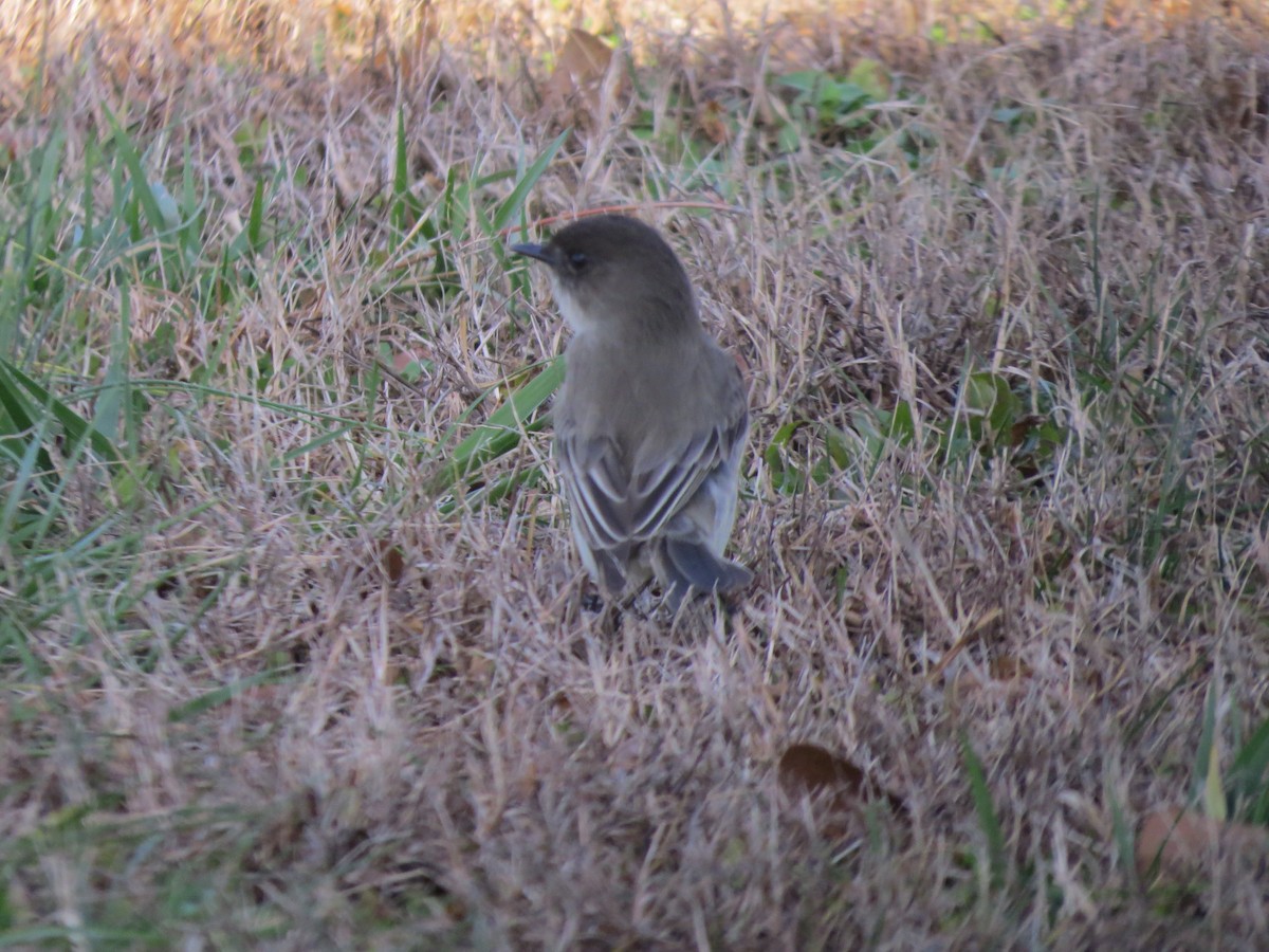 Eastern Phoebe - Ariel Dunham