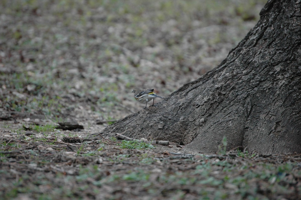 Yellow-rumped Warbler - ML138399301