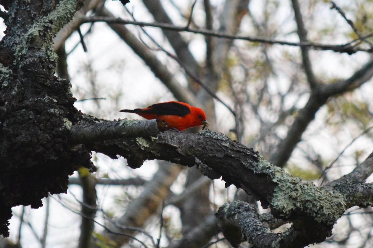 Scarlet Tanager - ML138399531