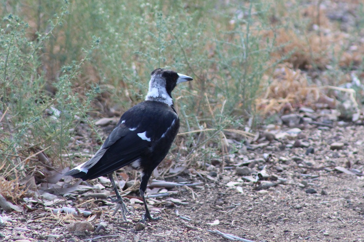 Australian Magpie (Black-backed) - ML138400031