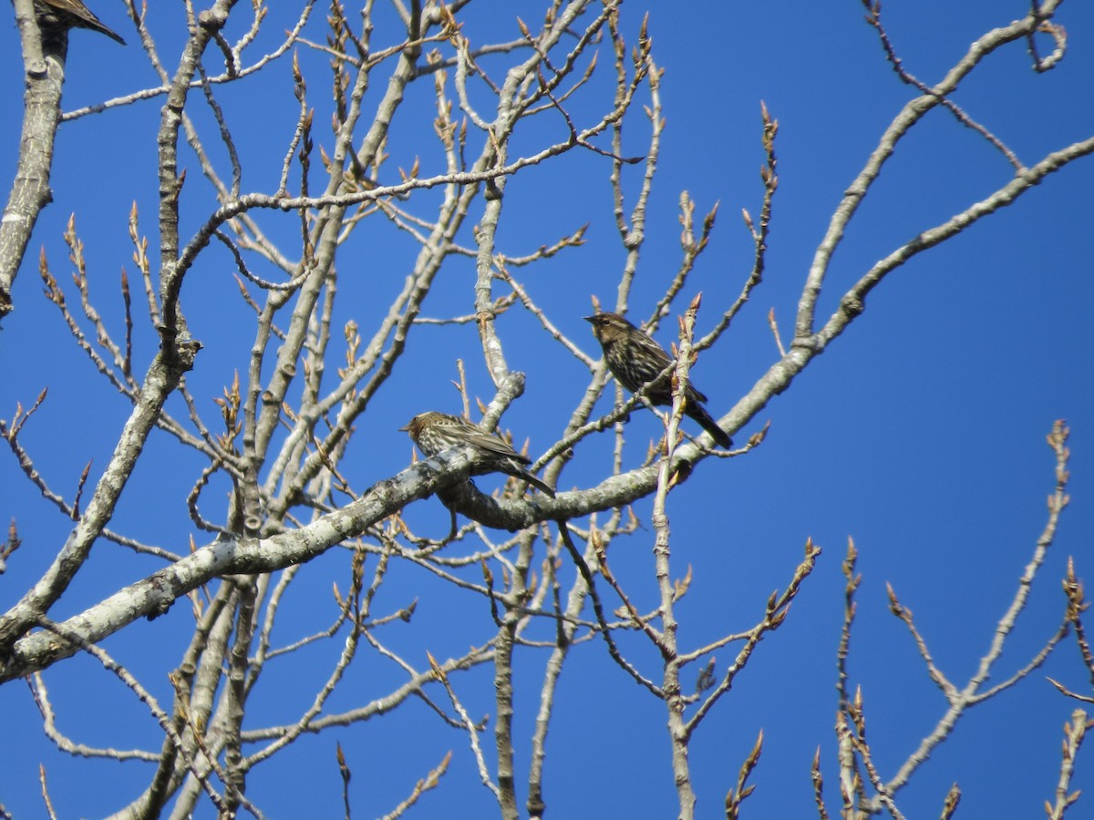 Red-winged Blackbird - ML138400051