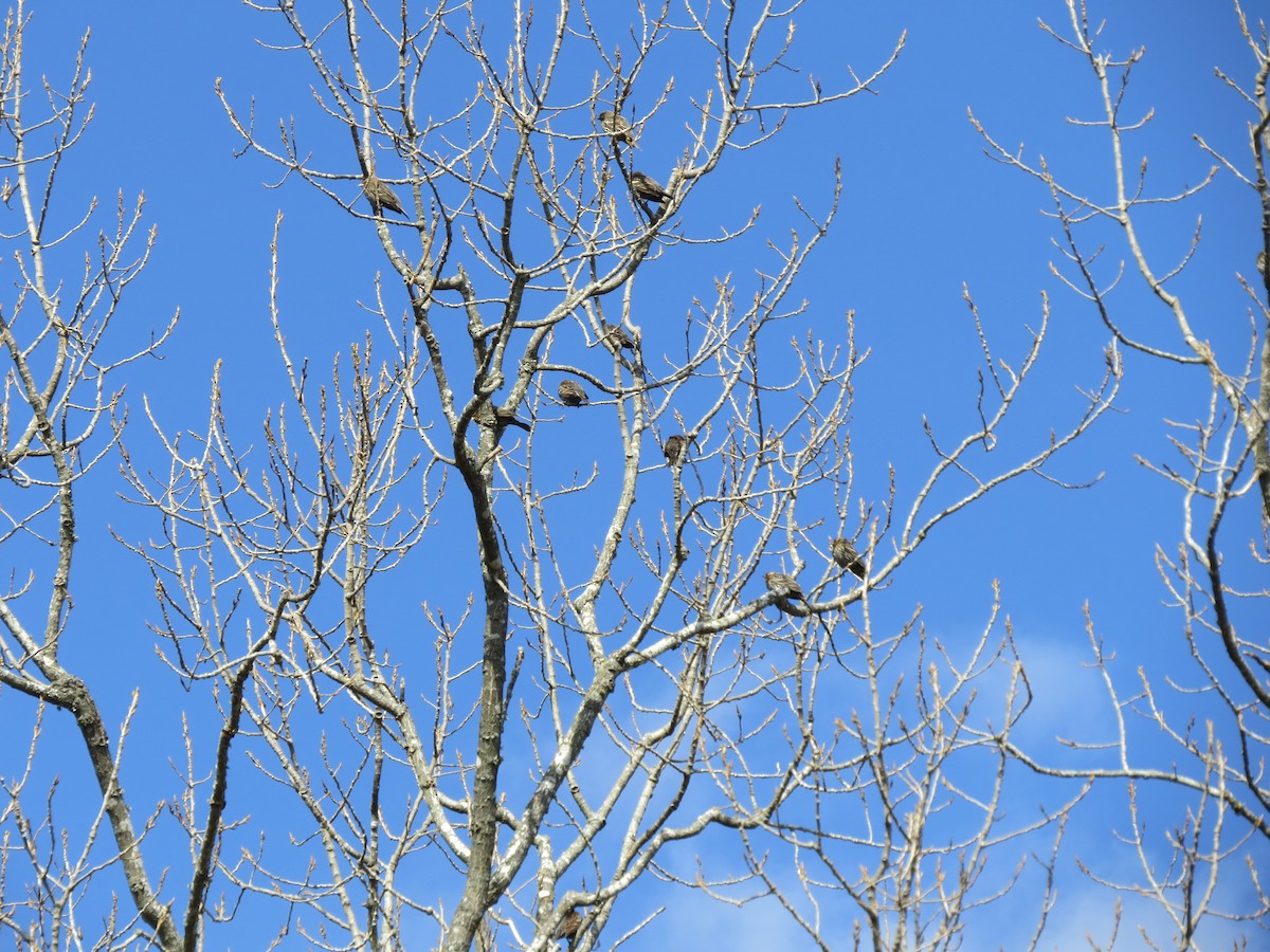 Red-winged Blackbird - ML138400061