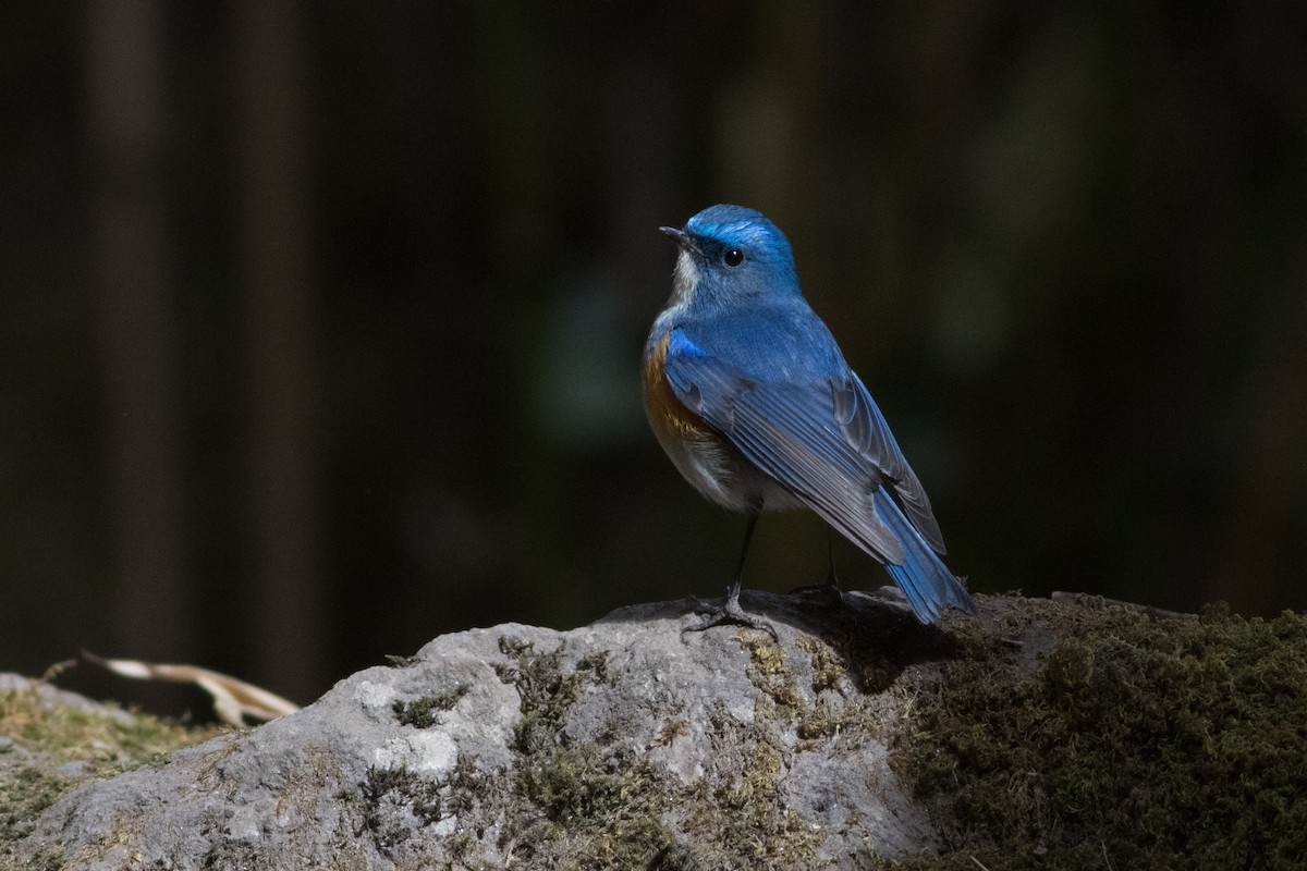 Himalayan Bluetail - ML138400381