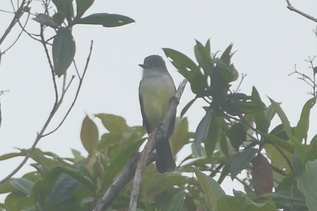 Pale-edged Flycatcher - ML138400551