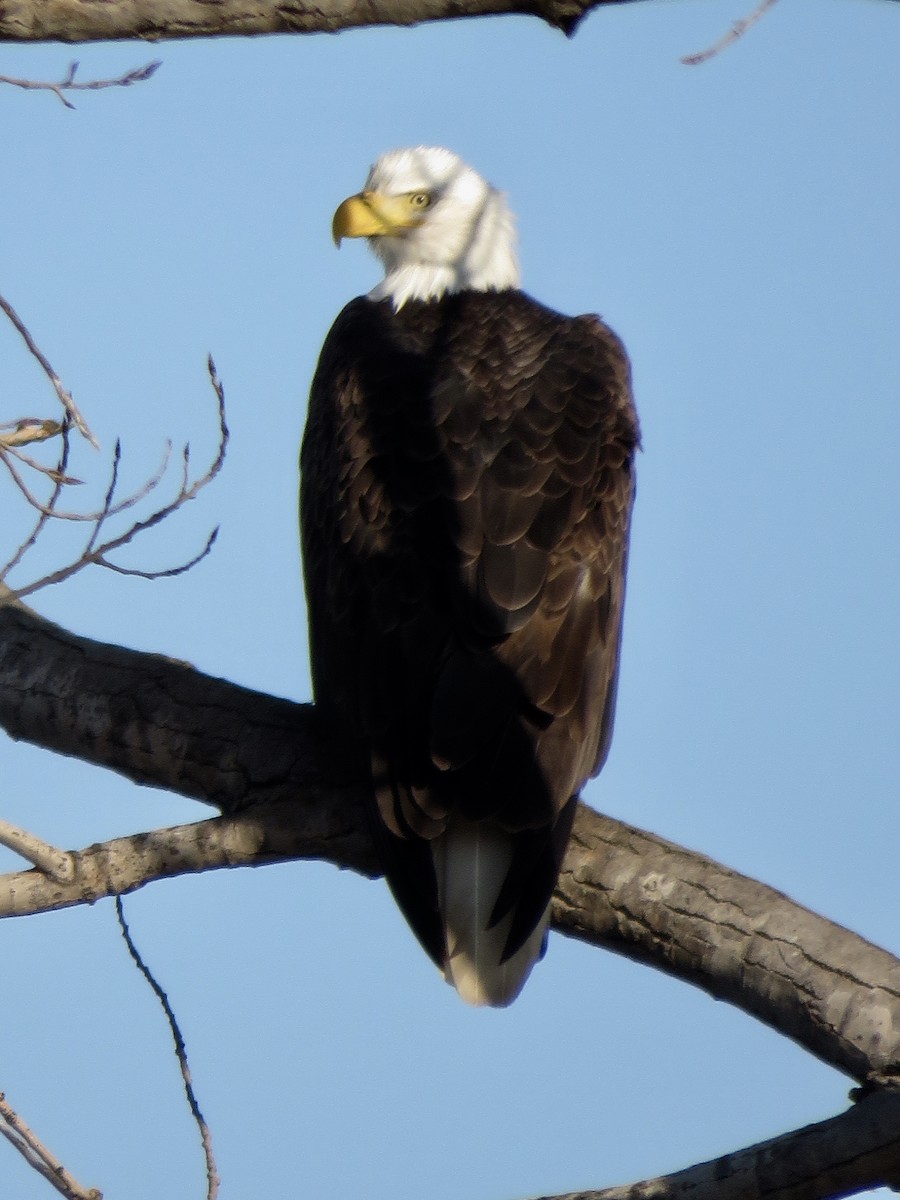 Bald Eagle - Gregg Friesen