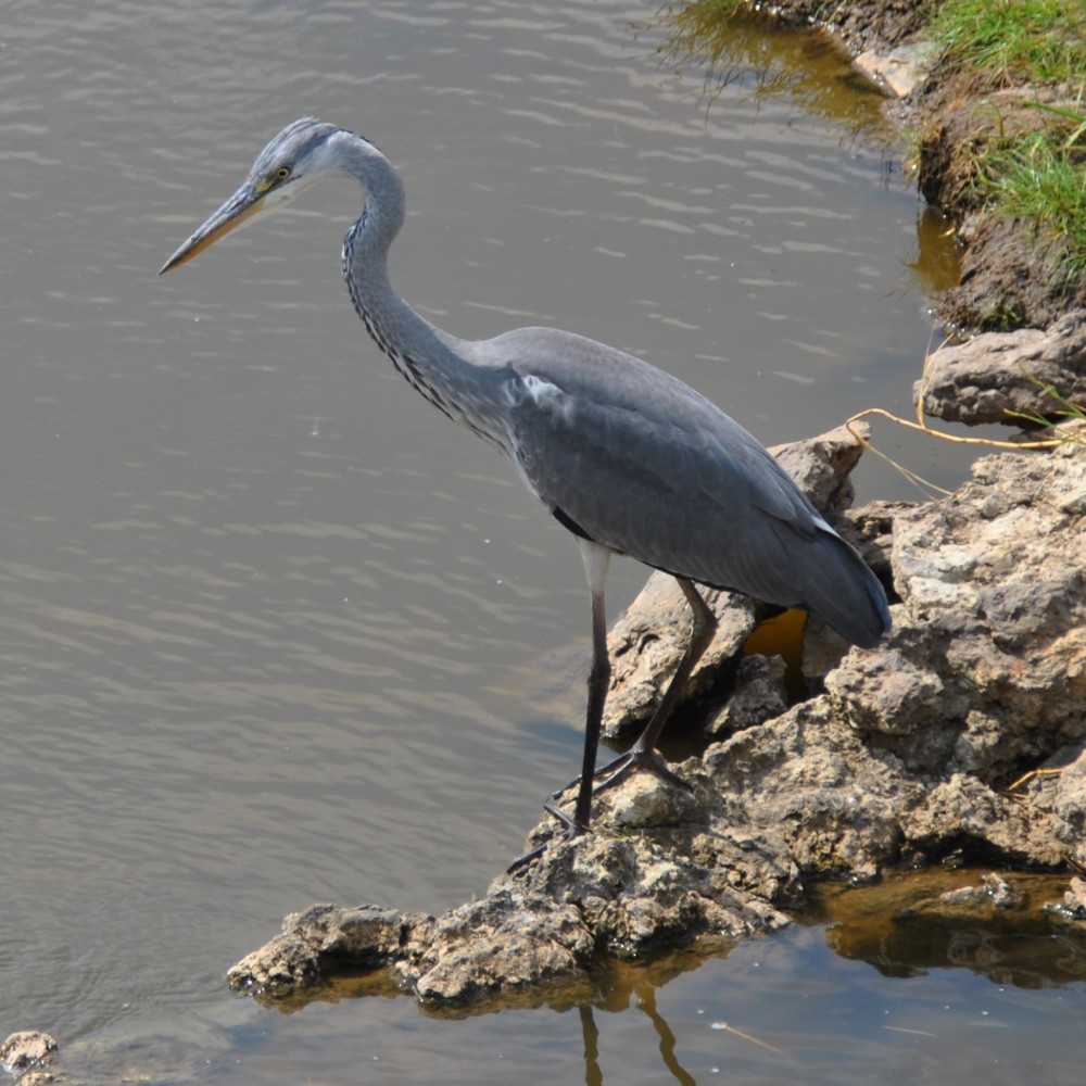 Black-headed Heron - ML138401191