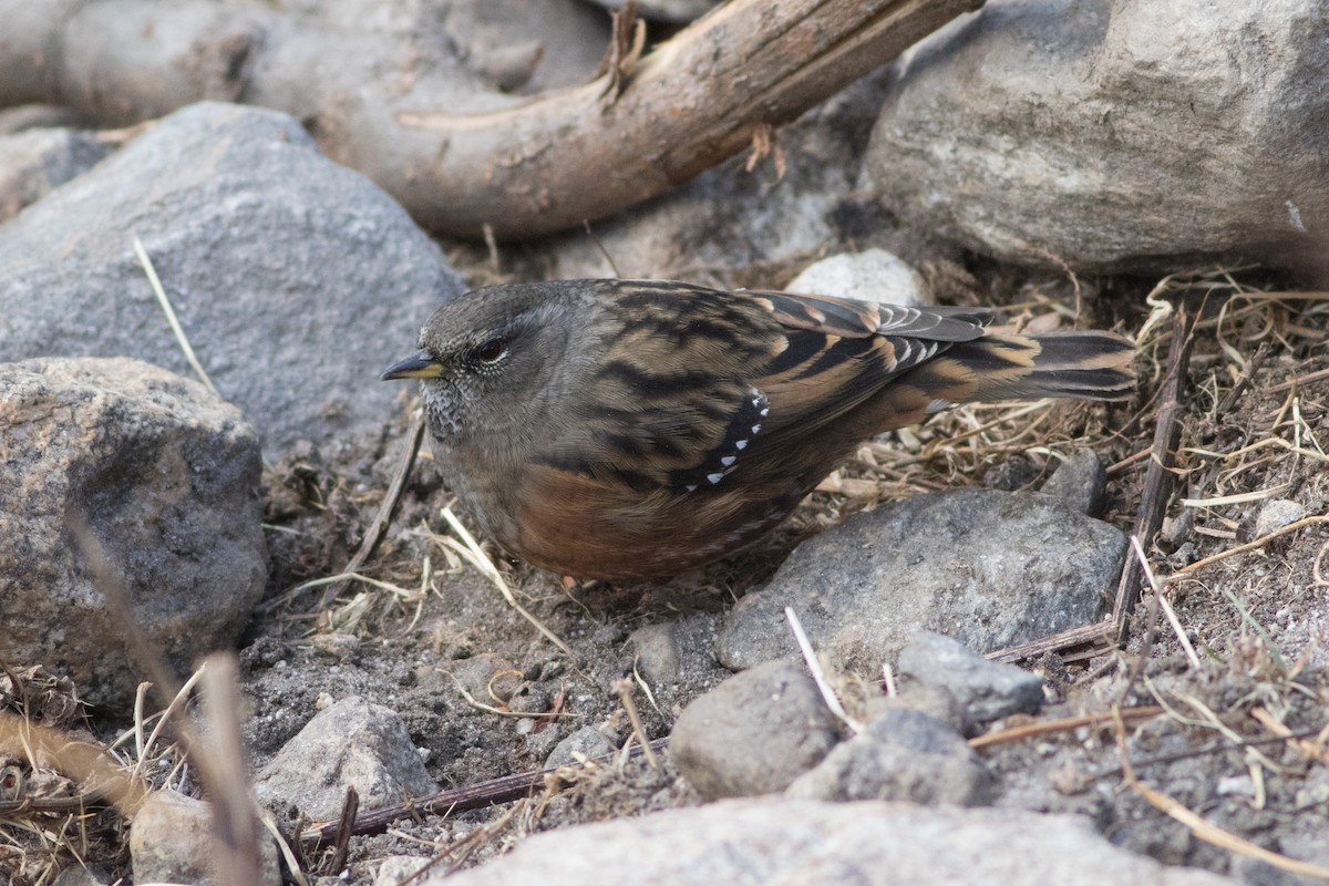 Alpine Accentor - ML138402281