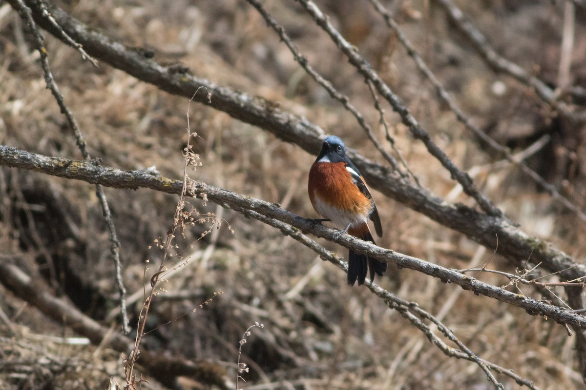 White-throated Redstart - ML138402621