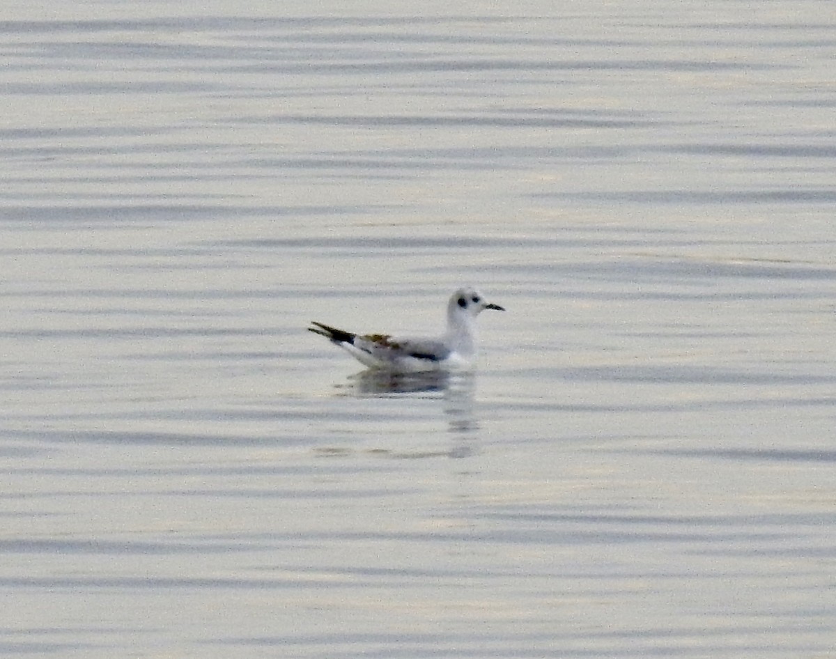 Bonaparte's Gull - ML138403081