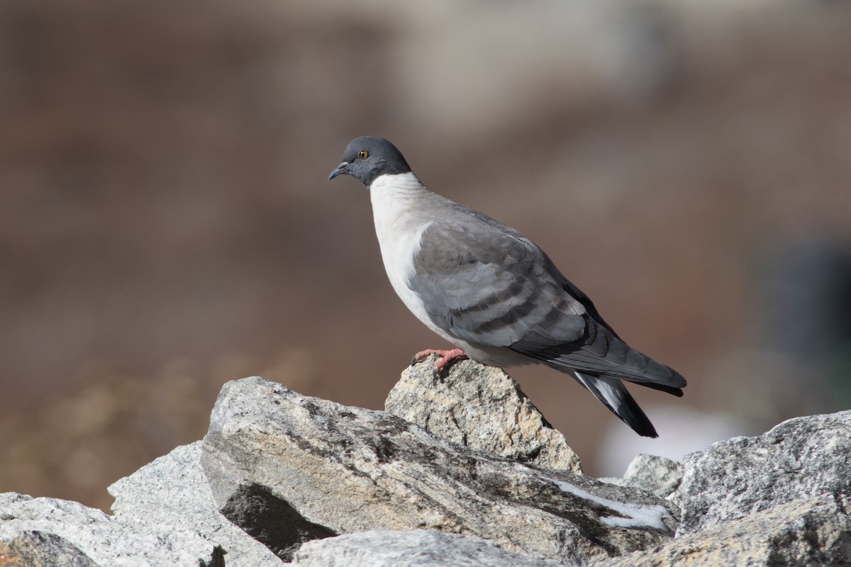 Pigeon des neiges - ML138403231