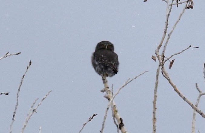 Northern Pygmy-Owl - ML138403331