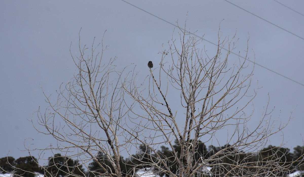 Northern Pygmy-Owl - ML138403361