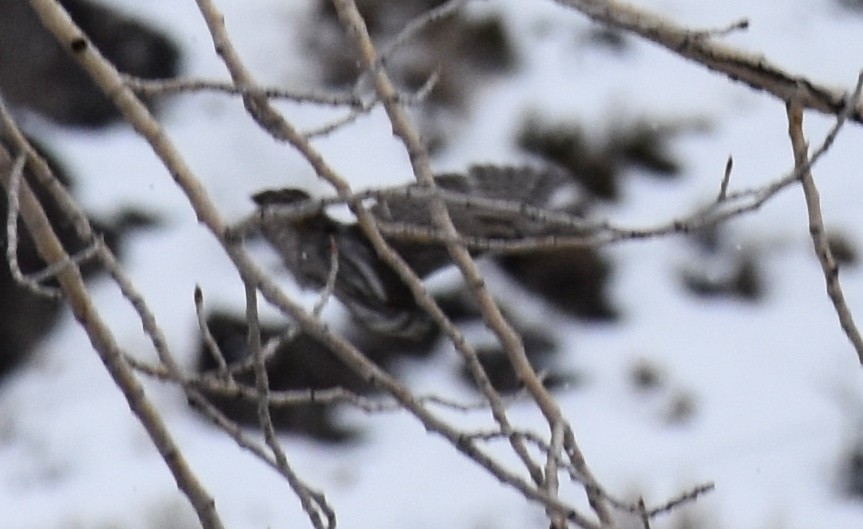 Northern Pygmy-Owl - ML138403421