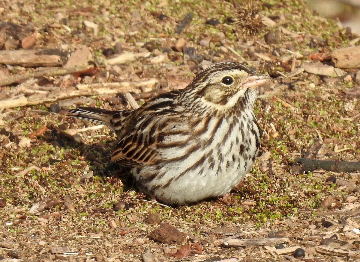 Savannah Sparrow - Van Remsen