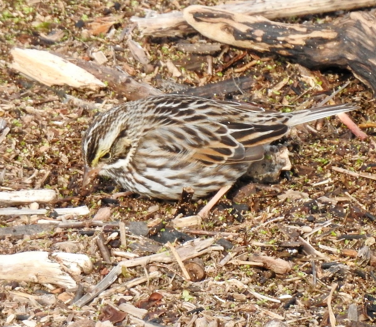 Bruant des prés - ML138404421