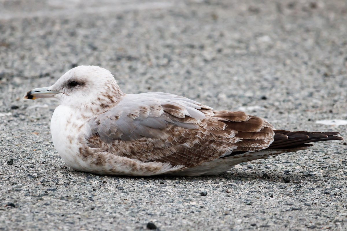 Gaviota Californiana - ML138404431