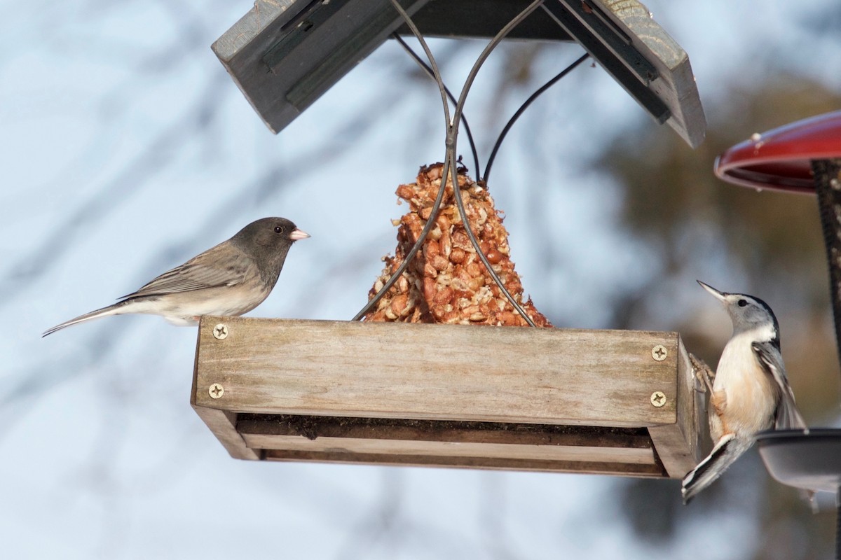 Junco ardoisé (groupe oreganus) - ML138405071