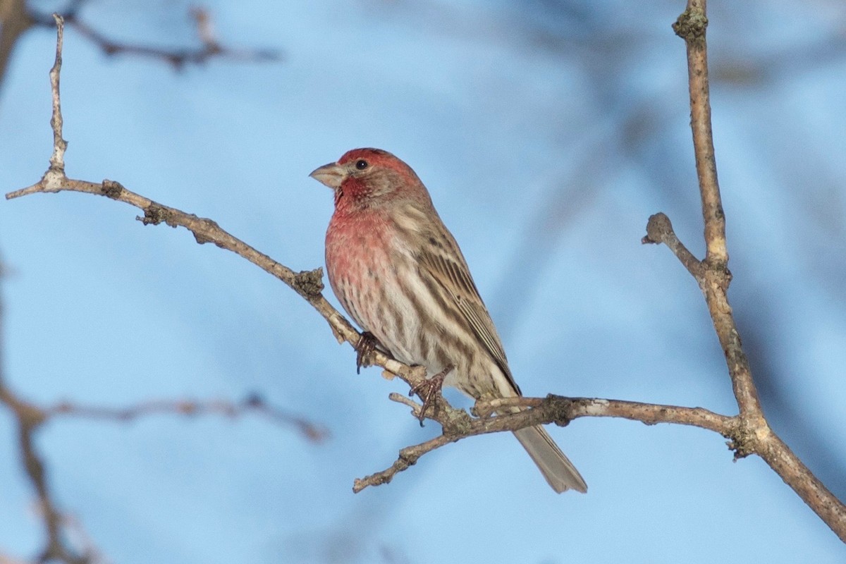 House Finch - ML138405121