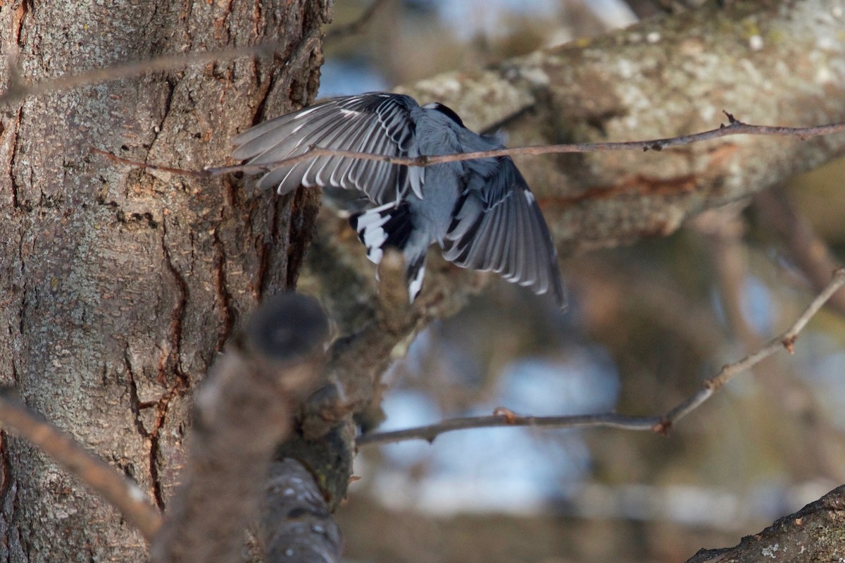 White-breasted Nuthatch - ML138405261