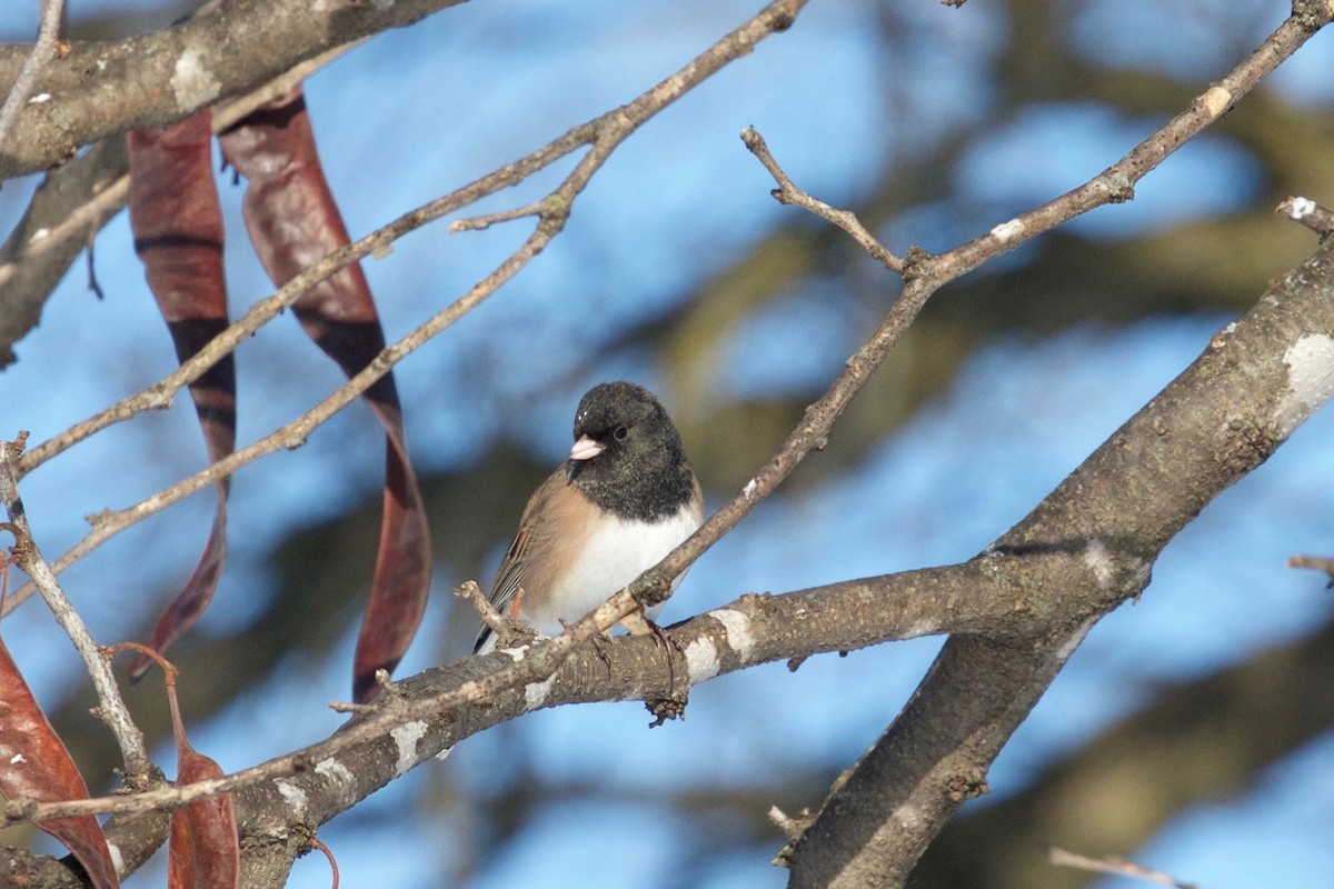 Junco ardoisé (groupe oreganus) - ML138405311