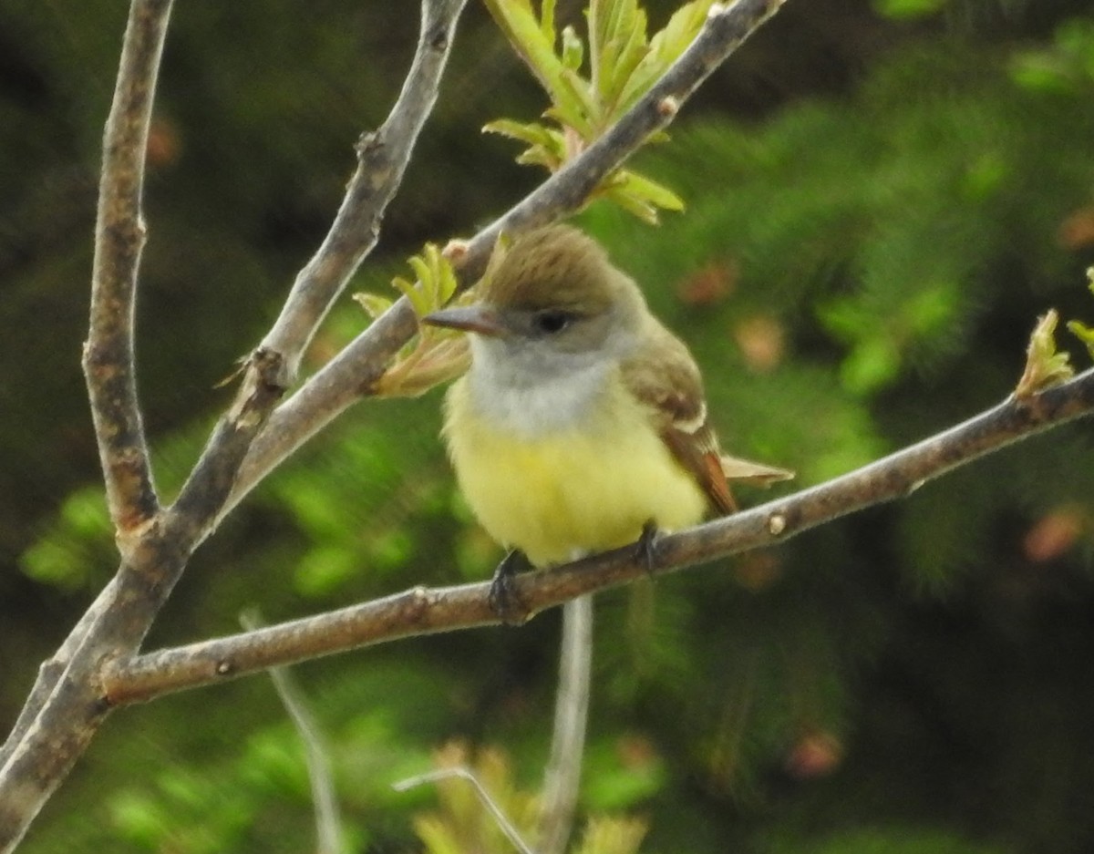 Great Crested Flycatcher - ML138407711
