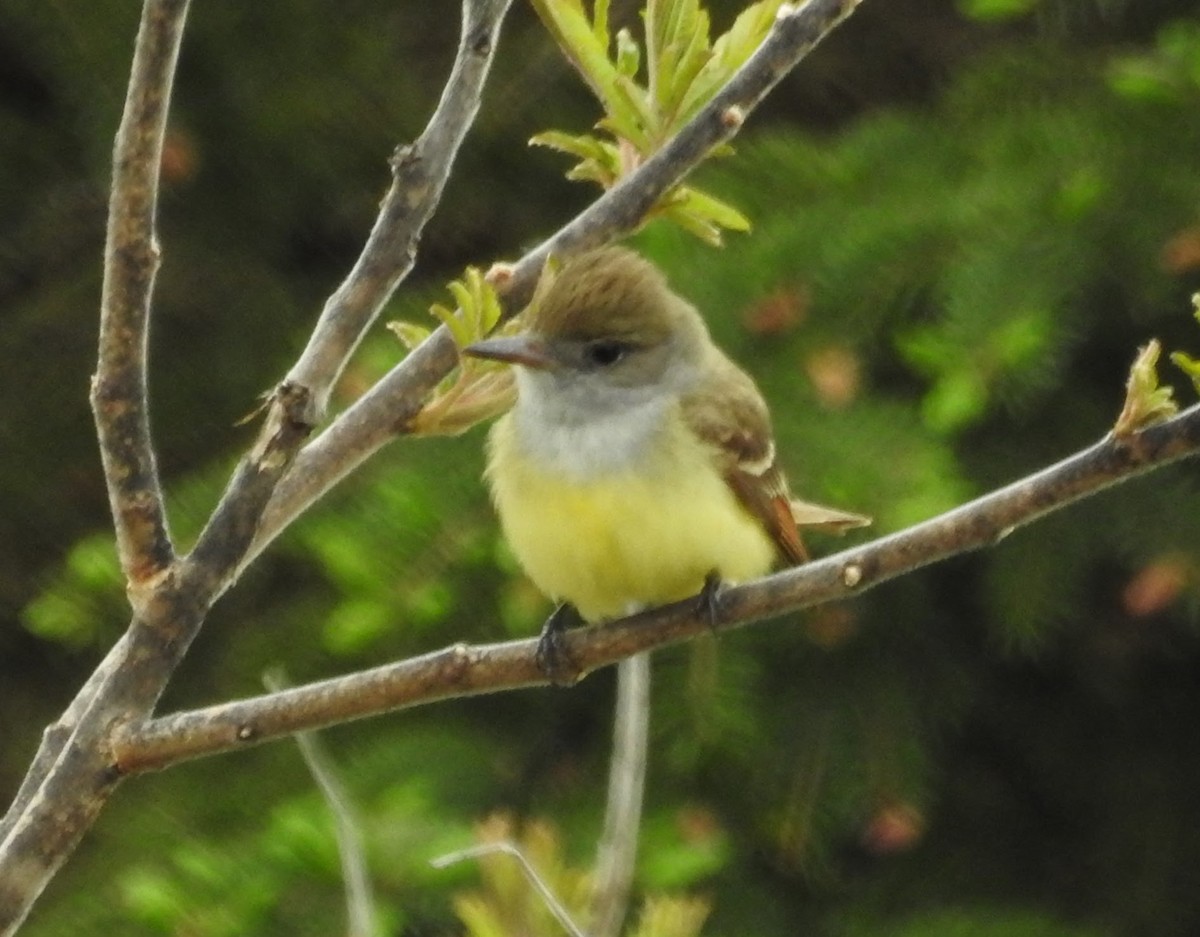 Great Crested Flycatcher - Jean Crépeau