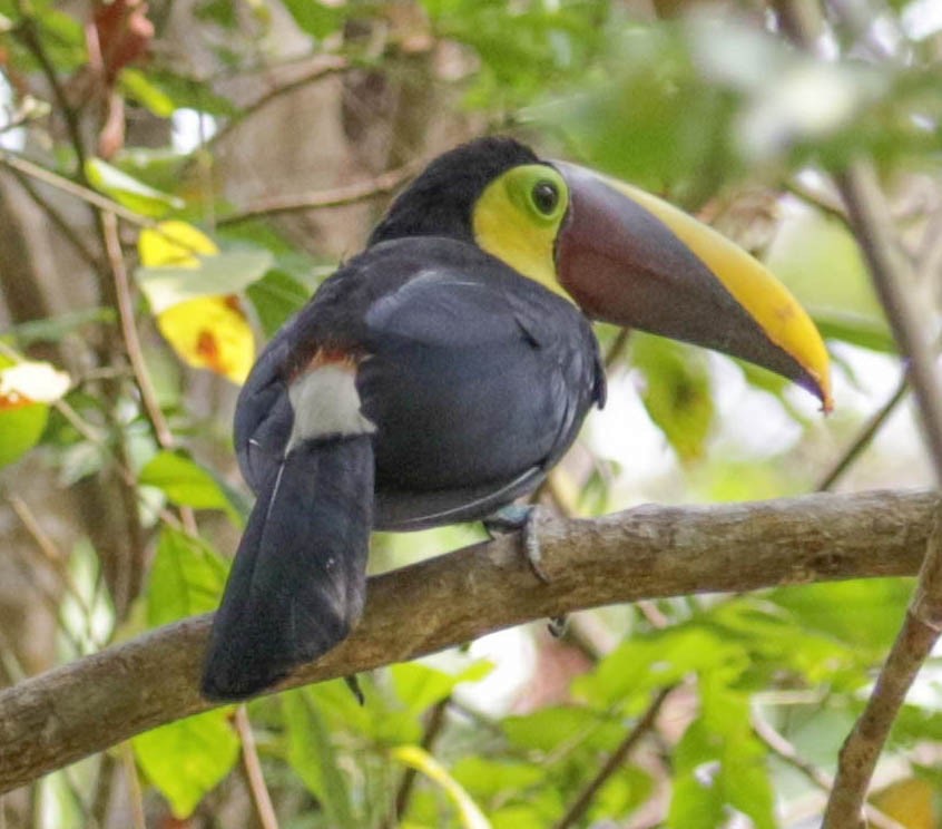 Yellow-throated Toucan (Chestnut-mandibled) - ML138408551