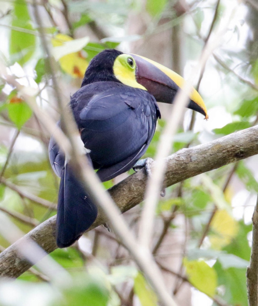 Yellow-throated Toucan (Chestnut-mandibled) - ML138408571